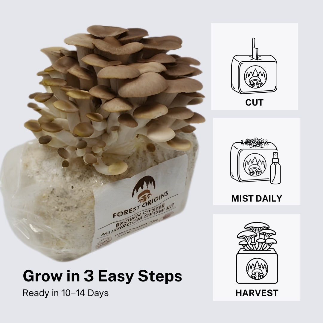 Brown Oyster Mushroom Grow Kit