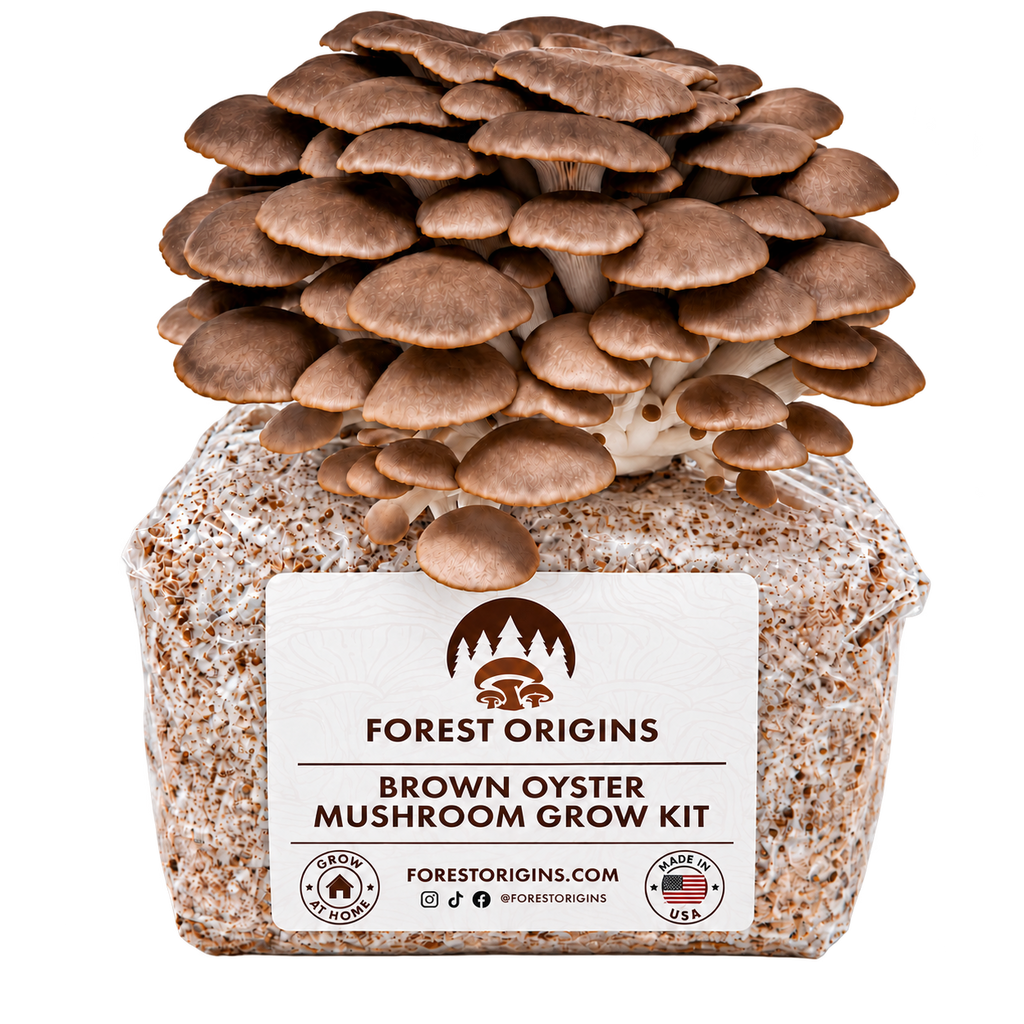 Forest Origins Brown Oyster Mushroom Grow Kit — Main product
