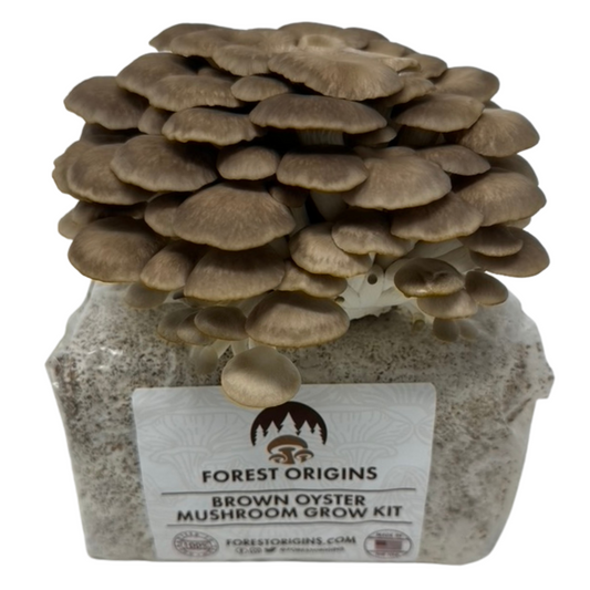 BROWN OYSTER MUSHROOM GROW KIT