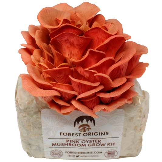 PINK OYSTER MUSHROOM GROW KIT