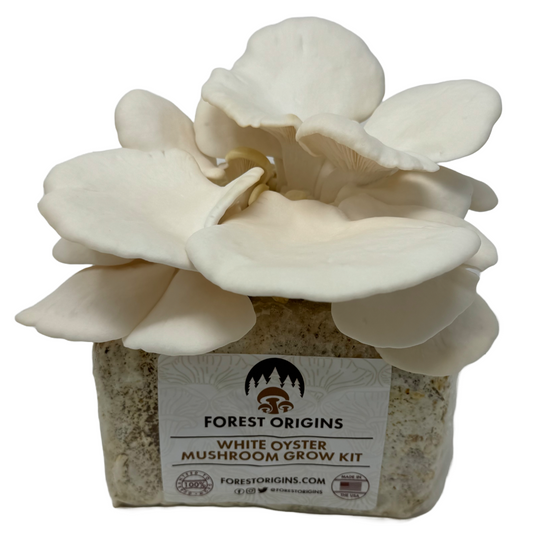 WHITE OYSTER MUSHROOM GROW KIT