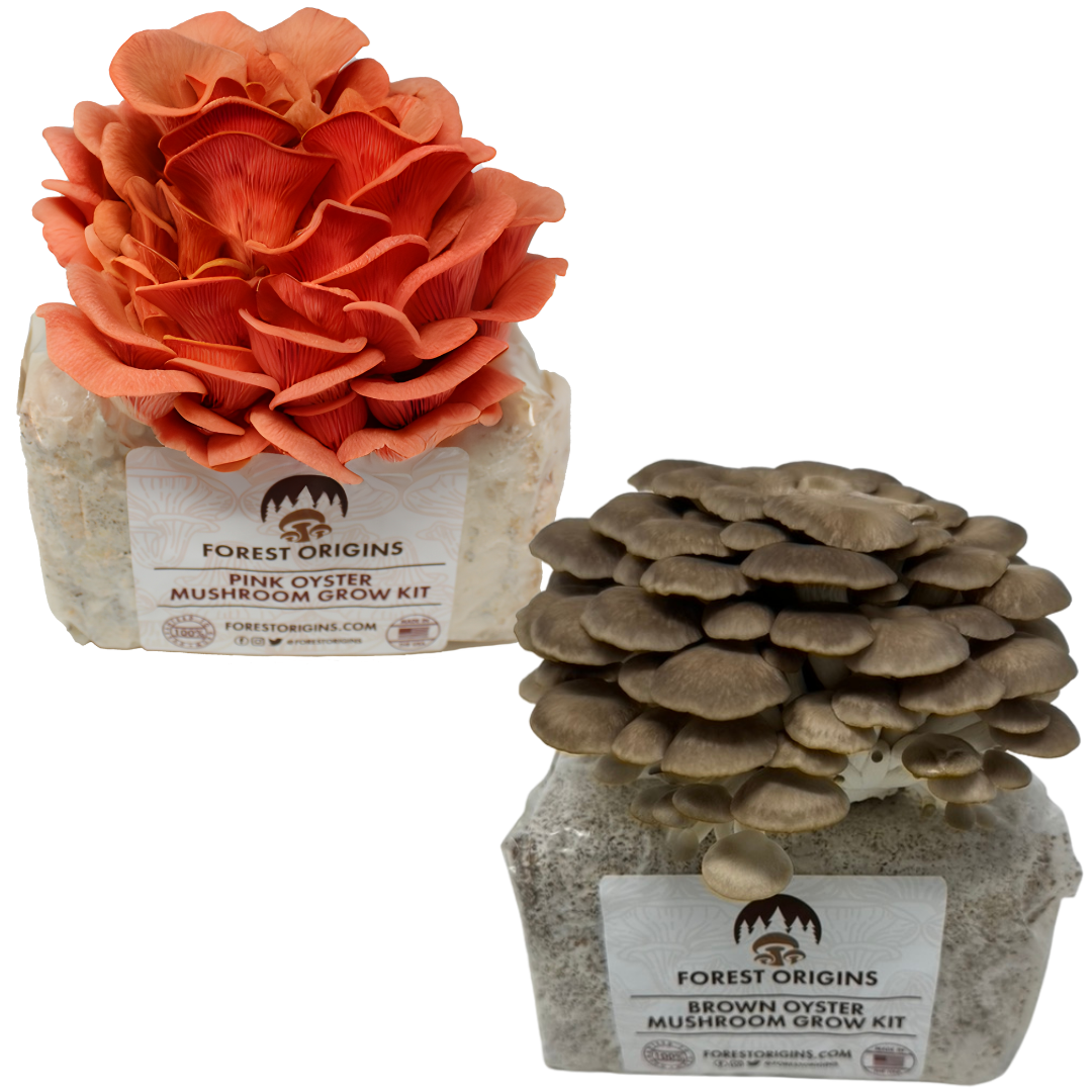 PINK OYSTER AND BROWN OYSTER MUSHROOM GROW KIT (2-PACK)