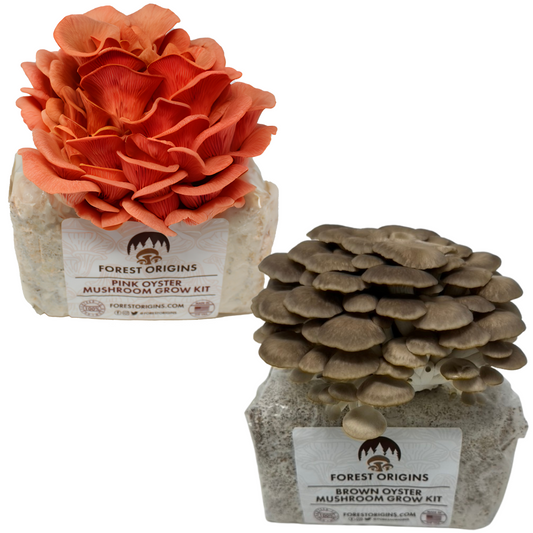 PINK OYSTER AND BROWN OYSTER MUSHROOM GROW KIT (2-PACK)