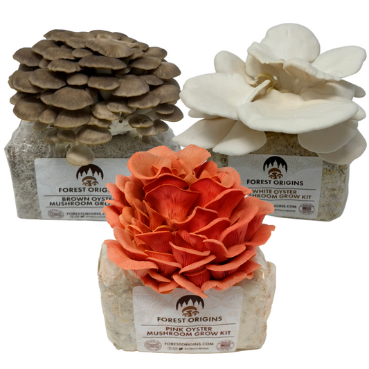 SPECIALTY TRIO OYSTER MUSHROOM GROW KIT (3-PACK)