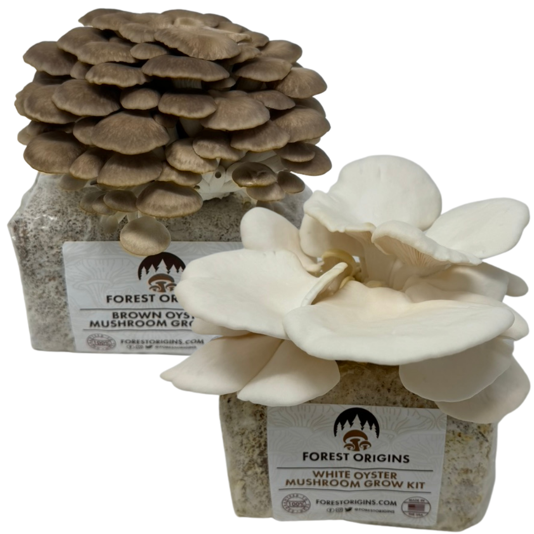 BROWN OYSTER AND WHITE OYSTER MUSHROOM GROW KIT (2-PACK)