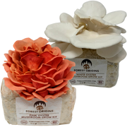 Pink and White Oyster Mushroom Grow Kit 2-Pack