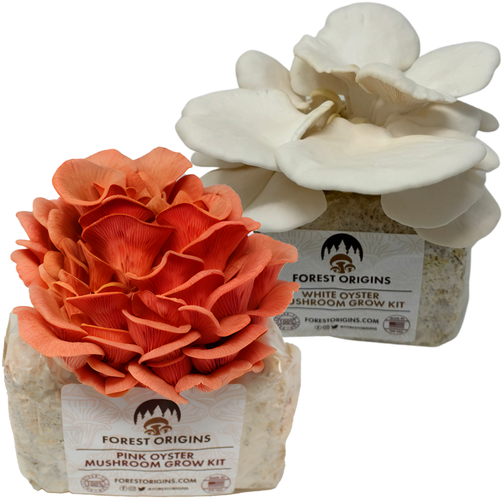 Pink and white oyster mushroom grow kit two-pack