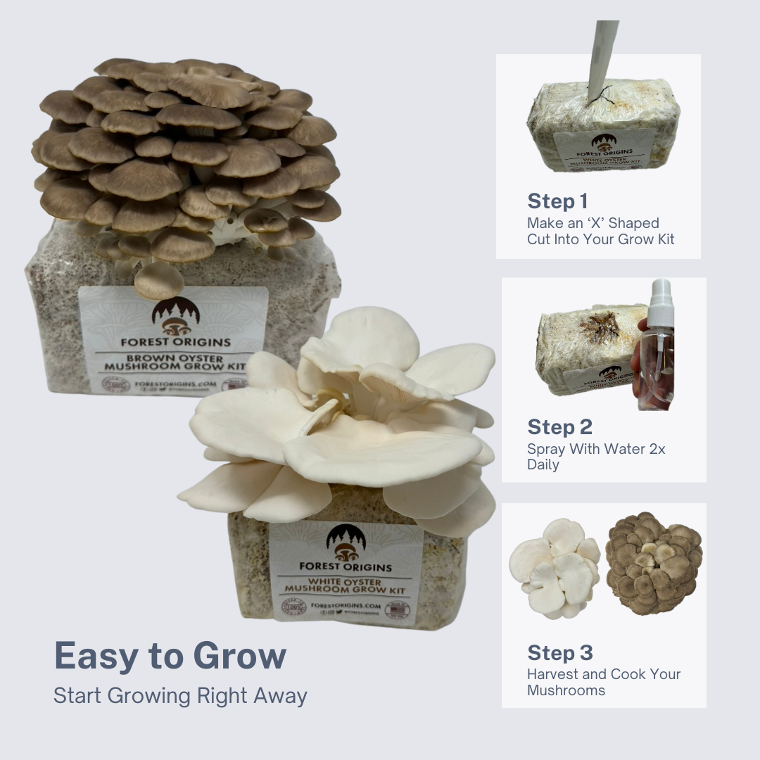 BROWN OYSTER AND WHITE OYSTER MUSHROOM GROW KIT (2-PACK)