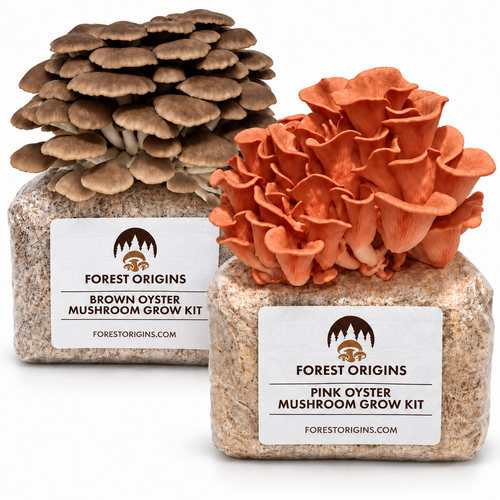 Forest Origins Pink & Brown Oyster Mushroom Grow Kits, Indoor 2-Pack — Main product