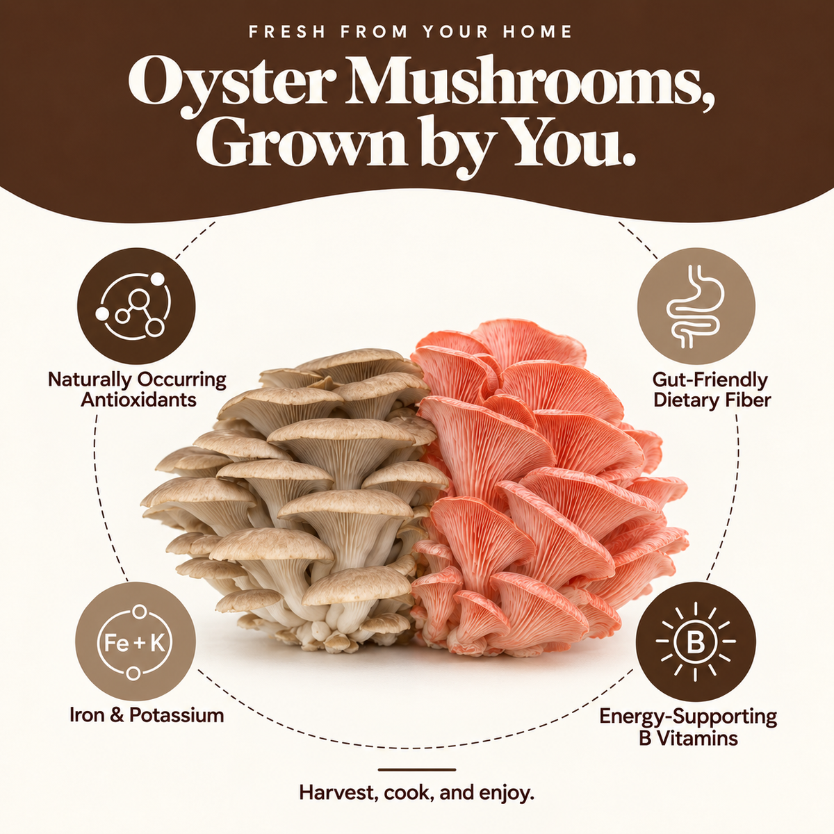 Forest Origins Pink & Brown Oyster Mushroom Grow Kits, Indoor 2-Pack — Growing experience