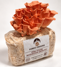 Forest Origins Pink Oyster Mushroom Grow Kit, Indoor Gardening — Main product