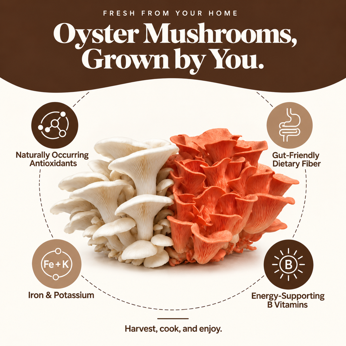 Forest Origins Pink & White Oyster Mushroom Grow Kits, Indoor 2-Pack — Growing experience