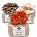 Forest Origins Pink, White & Brown Oyster Mushroom Grow Kits, Indoor 3-Pack — Main product