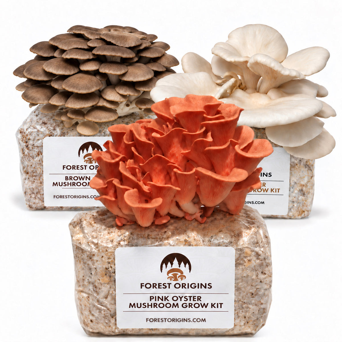 Forest Origins Pink, White & Brown Oyster Mushroom Grow Kits, Indoor 3-Pack — Main product