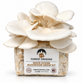 Forest Origins White Oyster Mushroom Grow Kit, Indoor Gardening — Main product