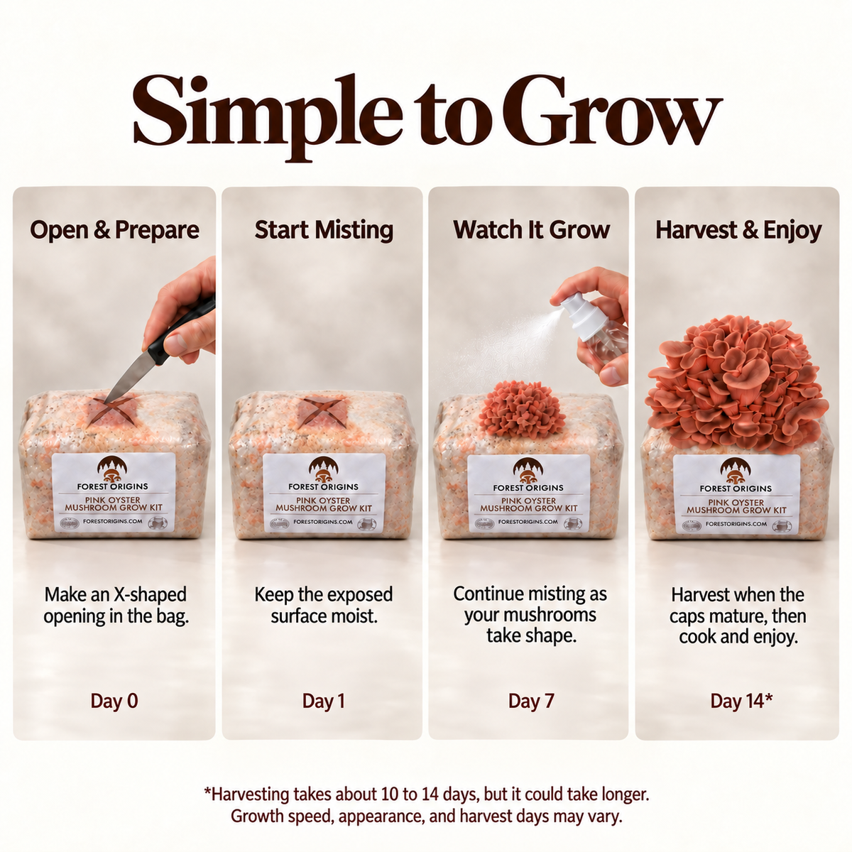 Pink oyster mushroom growing steps from opening bag to harvest