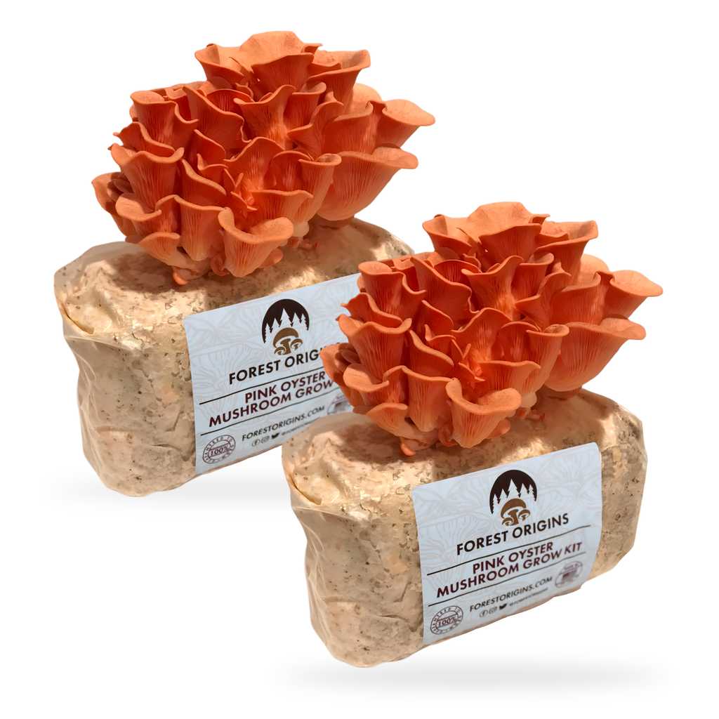 Two Pink Oyster mushroom grow kits with mature pink clusters