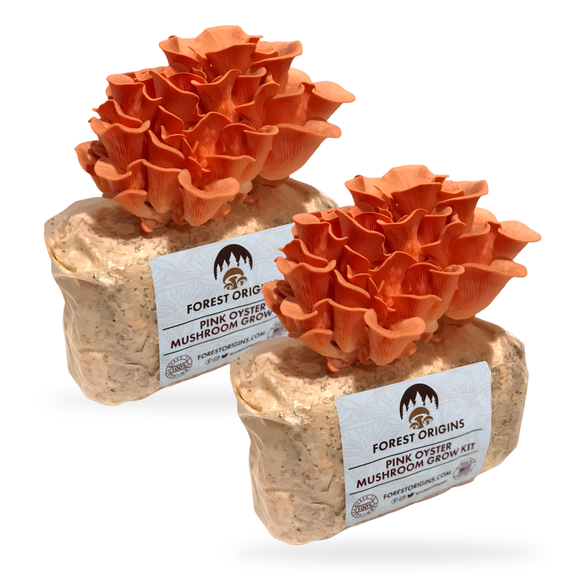 Two Pink Oyster mushroom grow kits with mature pink clusters