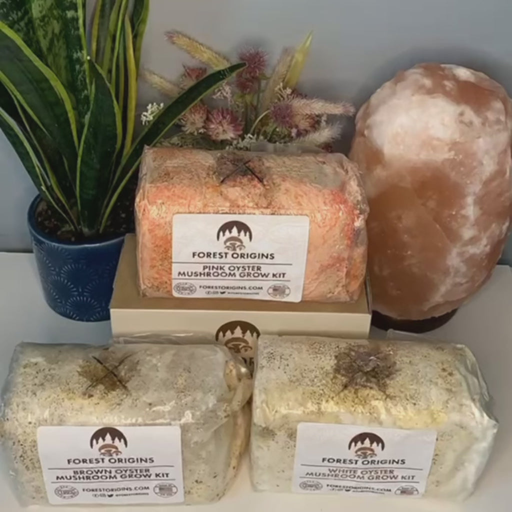 WHITE OYSTER MUSHROOM GROW KIT