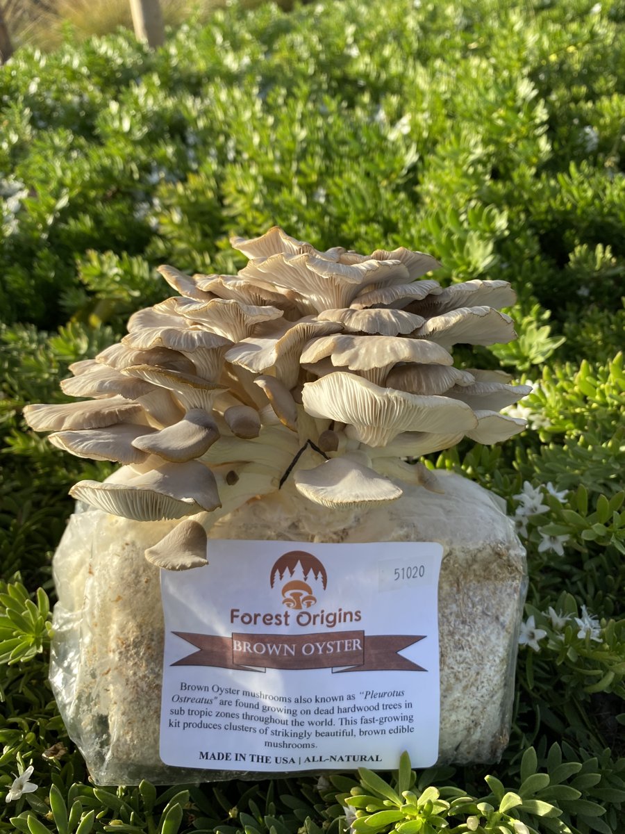 A Forest Origins oyster mushroom kit with a mature cluster
