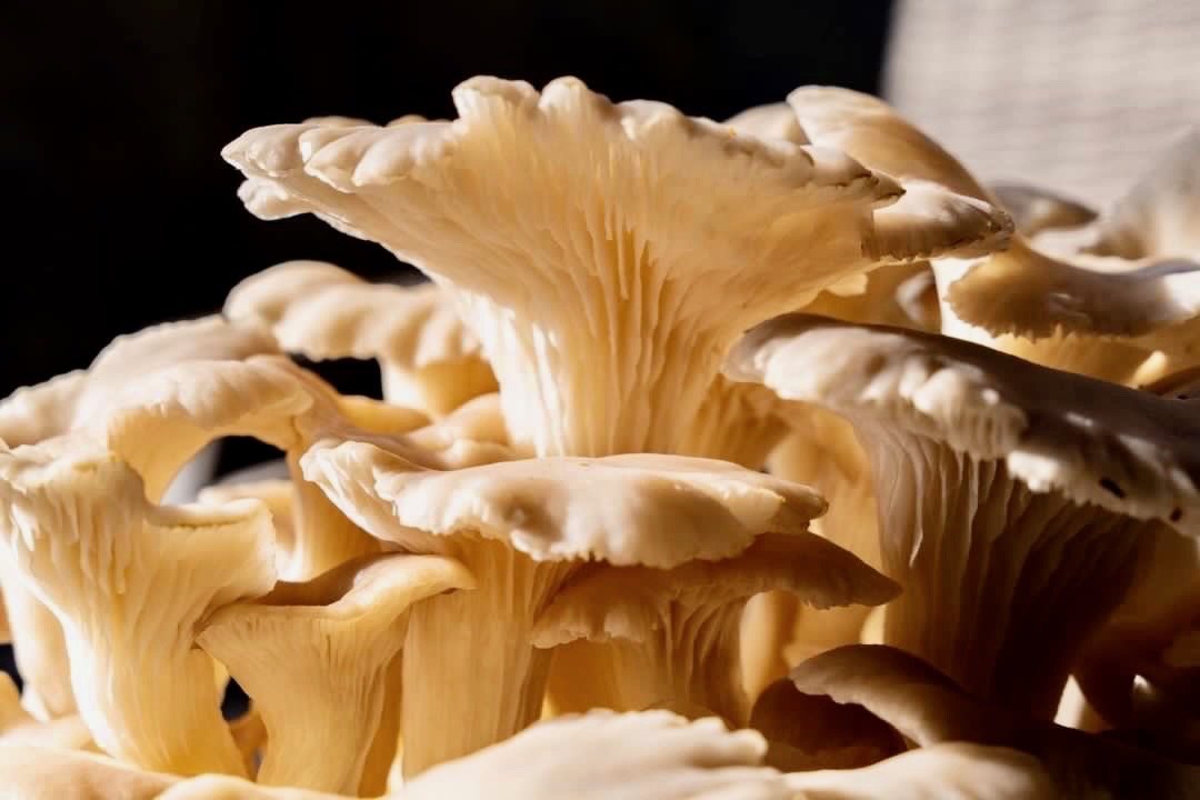 Fresh oyster mushroom caps and gills in natural light