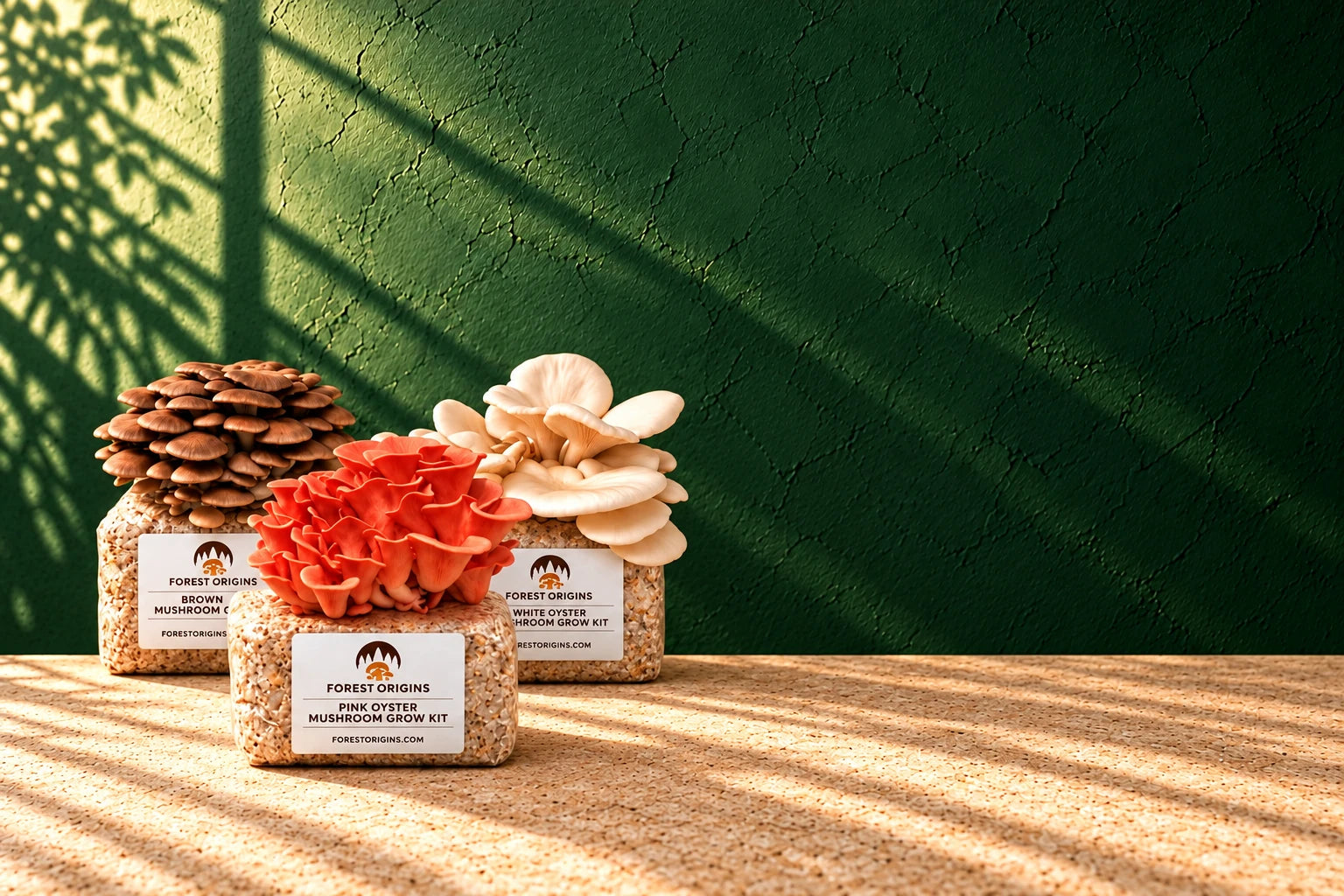 Pink, Brown, and White Oyster grow kits together on a stone table against a green painted wall