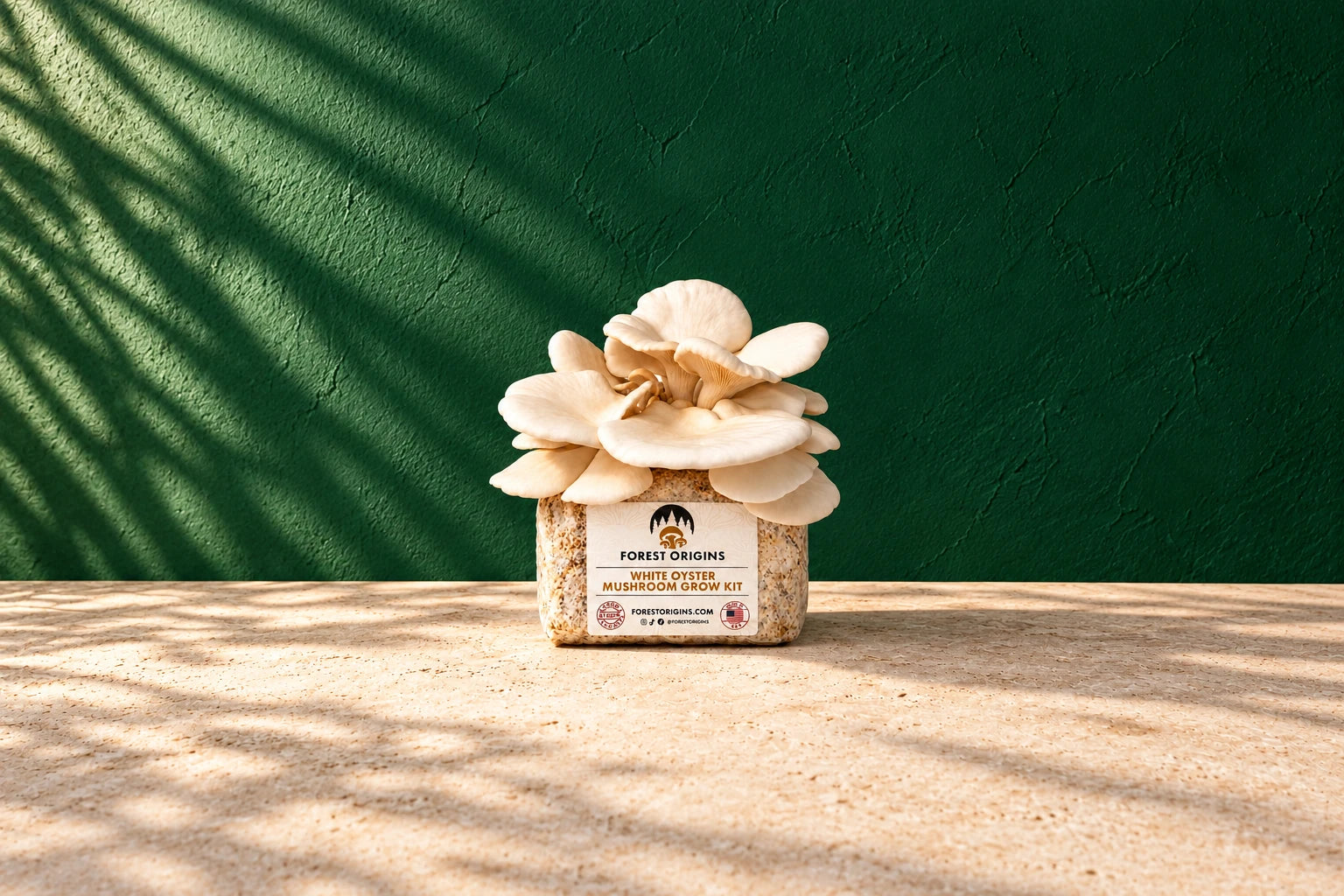 White Oyster Mushroom Growing Kit